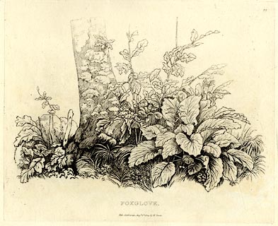 image, button to large image