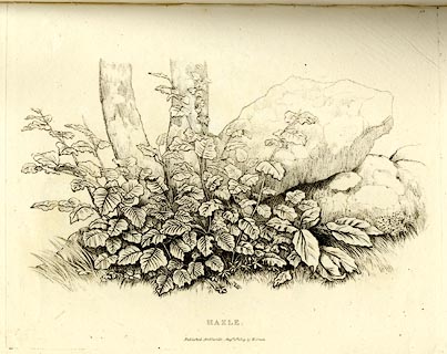 image, button to large image