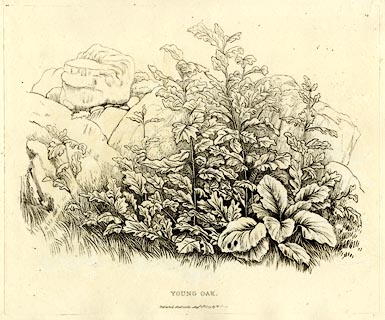 image, button to large image