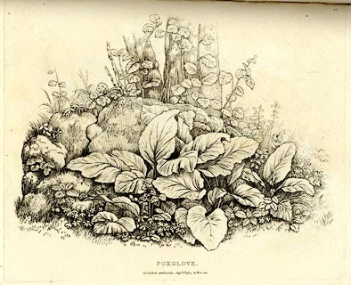 image, button to large image