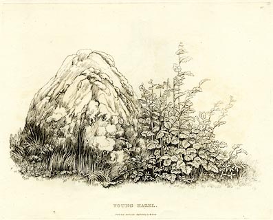 image, button to large image