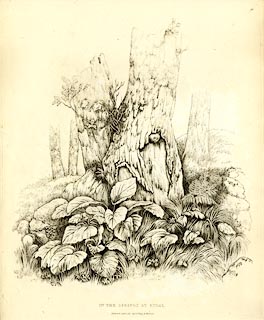 image, button to large image