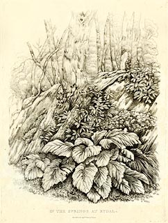 image, button to large image