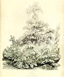 image, button to large image