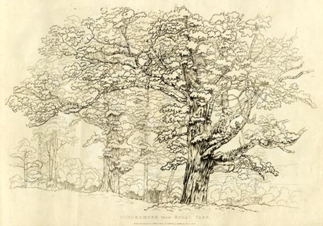 image, button to large image