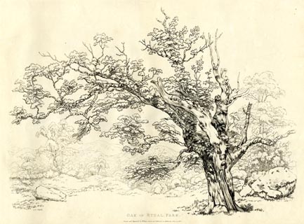 image, button to large image