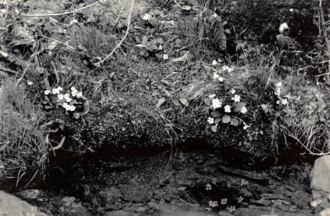 image, button to large image