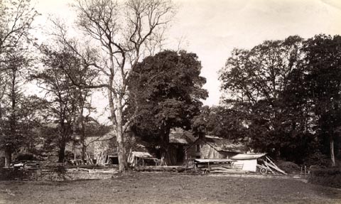 image, button to large image