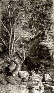 image, button to large image