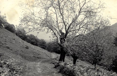 image, button to large image