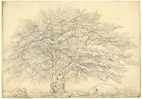 image, button to large image