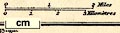thumbnail, button to large image