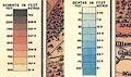 thumbnail, button to large image