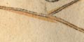 snip from map image