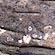 thumbnail, click to enlarge