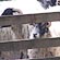 thumbnail, click to enlarge