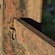 thumbnail, click to enlarge