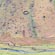 thumbnail, click to enlarge