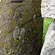 thumbnail, click to enlarge