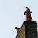 thumbnail, click to enlarge